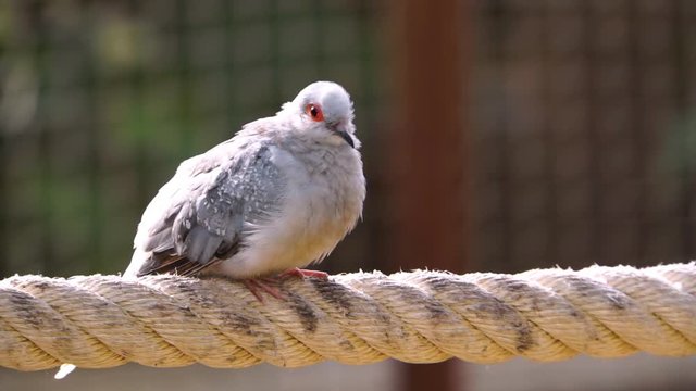closeup portrait of a diamond dove, tropical pigeon specie from Australia