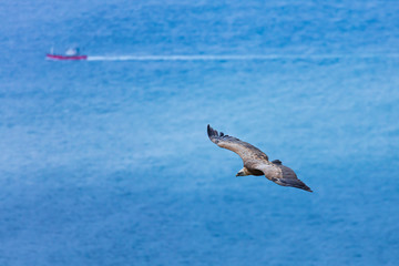 Fototapeta premium Griffon Vulture flying over the Cantabrian Sea, Liendo, Liendo Valley, Cantabrian Sea, Cantabria, Spain, Europe