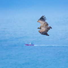 Griffon Vulture flying over the Cantabrian Sea, Liendo, Liendo Valley, Cantabrian Sea, Cantabria, Spain, Europe