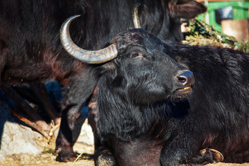 portrait of lazy black buffalo