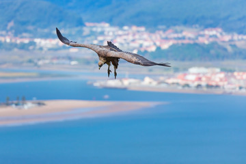 Griffon Vulture flying over the Cantabrian Sea, Liendo, Liendo Valley, Cantabrian Sea, Cantabria, Spain, Europe