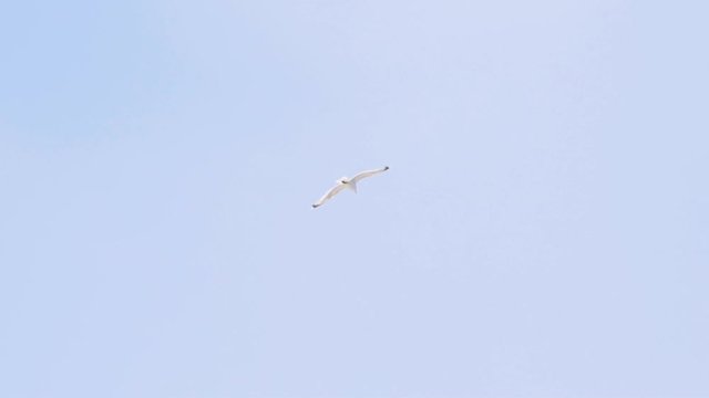 A white sea gull soaring against blue sky background. Action. Bottom view of white bird in flight against clear blue sky.