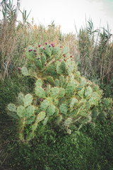 large wild  blooming cactus on a hillside