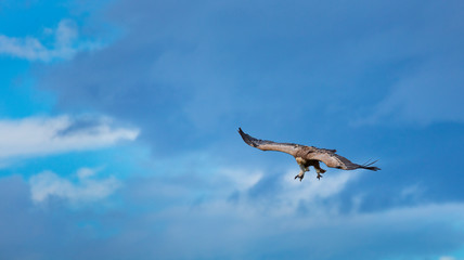 Griffon Vulture flying over the Cantabrian Sea, Liendo, Liendo Valley, Cantabrian Sea, Cantabria, Spain, Europe