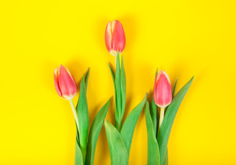 tulips blossom flowers on yellow color background. spring concept