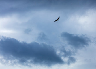 Griffon Vulture flying over the Cantabrian Sea, Liendo, Liendo Valley, Cantabrian Sea, Cantabria, Spain, Europe