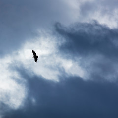 Griffon Vulture flying over the Cantabrian Sea, Liendo, Liendo Valley, Cantabrian Sea, Cantabria, Spain, Europe