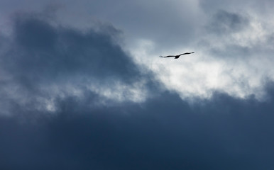Griffon Vulture flying over the Cantabrian Sea, Liendo, Liendo Valley, Cantabrian Sea, Cantabria, Spain, Europe