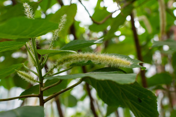 Pink and white fluffy looking plant