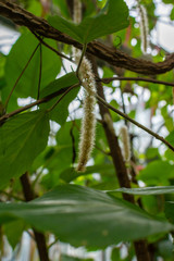 Pink and white fluffy looking plant