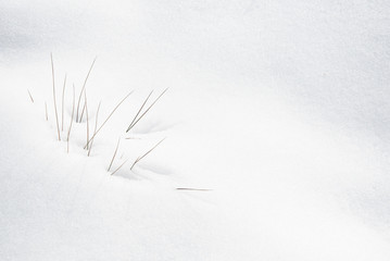 Fototapeta na wymiar Plants blooming through the white fresh snow