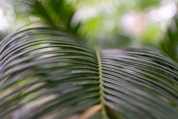 Close up of a leafs of palm tree