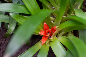 Red flowers of urn plant