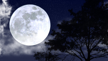 Naklejka na ściany i meble tree with a beautifull moon on the background