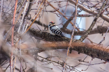 Birds sit on a bush in the park. Sunny day.
