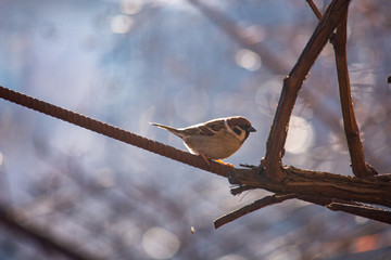 Birds sit on a bush in the park. Sunny day.