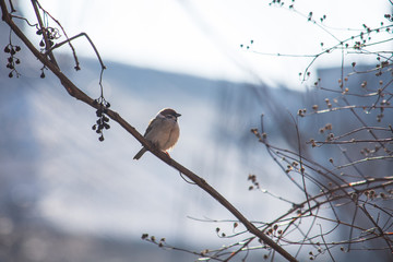 Birds sit on a bush in the park. Sunny day.