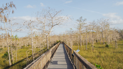 Fototapeta na wymiar Boardwalk in Everglades National Park in south Florida.