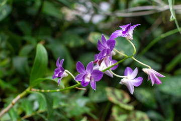 Violet beautifully shaped orchid flowers