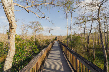 Obraz premium Boardwalk and hut in Everglades National Park in south Florida.