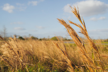 Tall wild grass in the golden sun at Everglades National Park in south Florida.