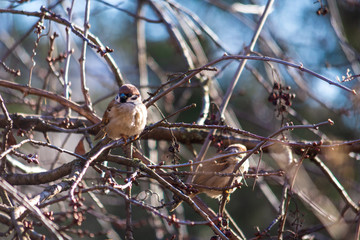 Birds sit on a bush in the park. Sunny day.