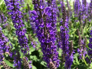 Purple Lavender Plant Closeup