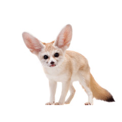 Pretty Fennec fox isolated on white background - obrazy, fototapety, plakaty
