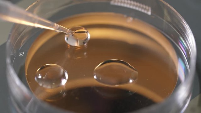 Close-up of petri dish with cryoprotectant, microbiologist using pipette to place drop during laboratory manipulation. Process of preparation for cryopreservation of embryos in scientific laboratory