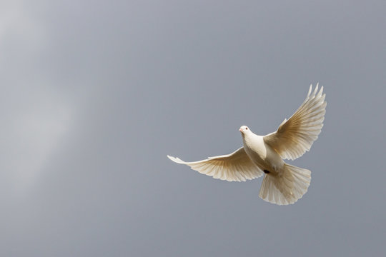 white dove flies on a background of a stormy sky
