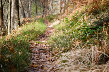 Narrow forest path in autumn