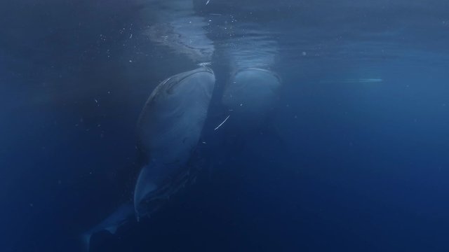 Two Whale Shark (Rhincodon typus) feeding on surface underwater frontal view. Kaimana (Indonesia)