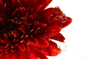 ガーベラのクローズアップ