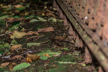 Dortmund vergessener Friedhof 