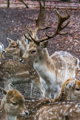 Fawns in reservation in forest in Zeist, Netherlands