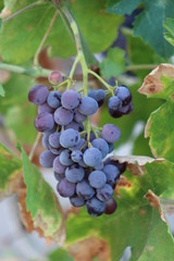 Grapes Please
