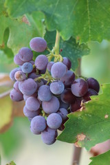 Purple grapes on vine