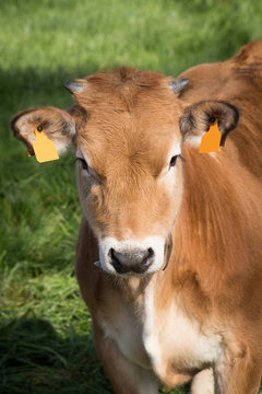 a little brown cow looking at the camera. Bos primigenius taurus