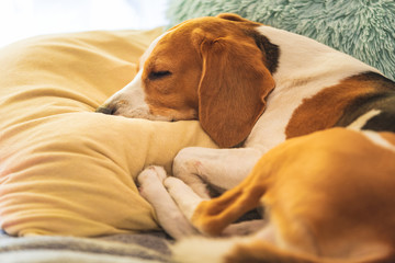 Beagle dog tired sleeps on a cozy sofa, on cushion