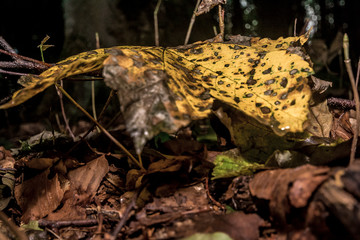 Dortmund vergessener Friedhof 