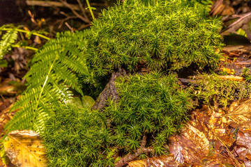 Dortmund vergessener Friedhof 