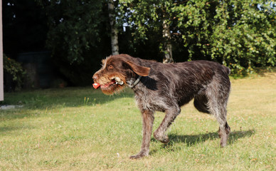 Rough-coated Bohemian Pointer in run position. Cesky fousek runs around garden. Condition improvement. Keep healthy. Playing with gun dog. Outdoor activities