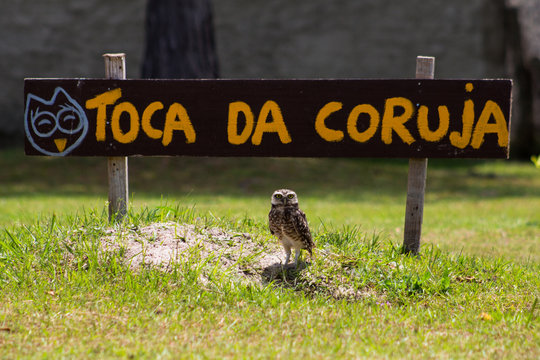 Toca da Coruja