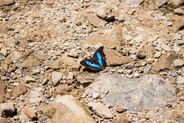 Borboleta Preta e Azul