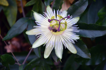 passionflower beautiful exotic flower in the garden and the bee 