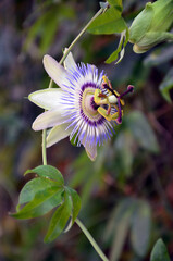 passionflower beautiful exotic flower close-up