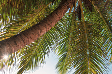 Obraz premium Low angle view at beautiful coconut palm tree with sun shining going throw