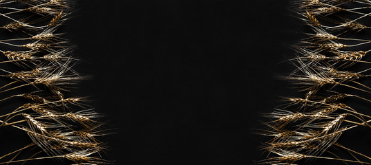  Golden wheat ears on a black background. Concept luxury with space for text