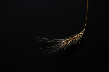 Golden wheat spike on a black background. Concept luxury