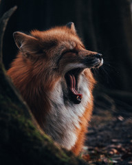 Gähnender Fuchs